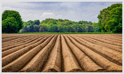 Feld